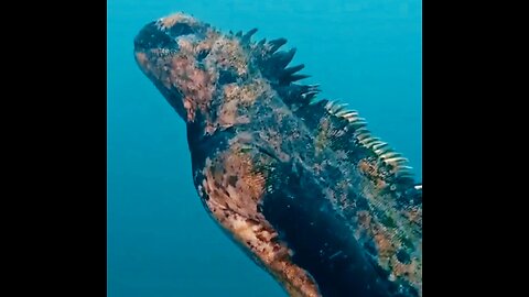 Perhaps one of the most specialized animals in the world, the marine iguana.