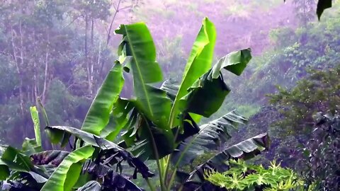 Sounds Of Heavy Rain In The Rainforest | Why Listen To Rain Sounds For Sleeping 1 Hour