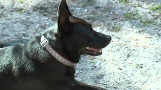 Pet safety program teaching owners new tricks