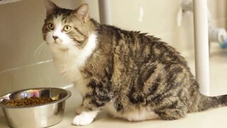 "Jack" 3yr old male FIV positive kitty | Adoption Focus