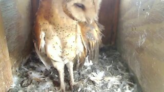 Pip and chirps from Syd and Mel's egglet 12:15 to 12:41 pm 2-28-20