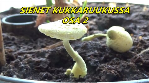 Sienet kukkaruukussa osa 2