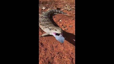 Removing paralysis ticks from a feisty Blue Tongue Lizard nature.geography defense mechanism tongued