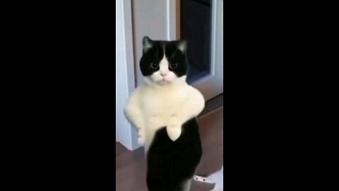 dancing cat