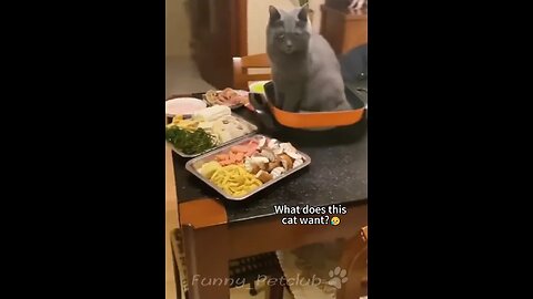 Funniest cats🐱In The World😂 Funny and Fails Pets Video