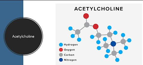 Acetylcholine - Know your neurotransmitter - Holistic healing
