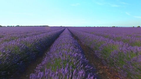 Lavender Field - Quick Break