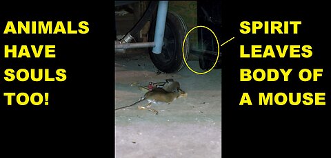 SPIRIT LEAVES THE BODY OF A POOR MOUSE - ANIMALS HAVE SOULS - GRAPHIC WARNING