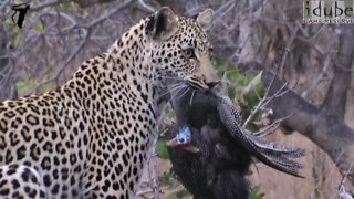 Incredible Moment As Young Leopard Catches A Bird Next To The Car!