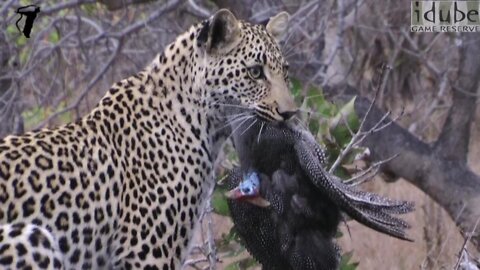 Incredible Moment As Young Leopard Catches A Bird Next To The Car!