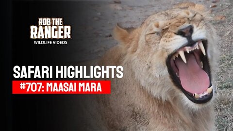 Safari Highlights #707: 18 August 2022 | Lalashe Maasai Mara | Latest Wildlife Sightings