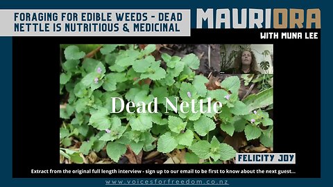 Edible Weeds: Dead Nettle Is High In Vitamins, Nutritious and An Astringent