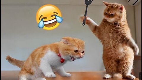 Funny Cats And dogs Videos