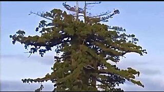 HYPERION - The tallest tree in the world at 380ft. - Discovered in 2006 - Redwoods National Park