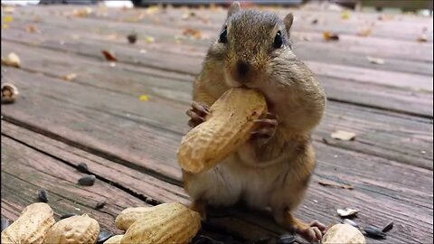 Squirrel eating nuts