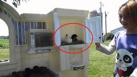 This Little Girl Made Bird Apartments In Her Toy Kitchen