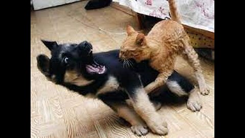 cat gets revenge on dog!