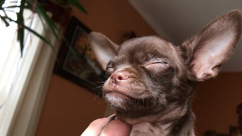 Adorable, Russian Chihuahua rescue