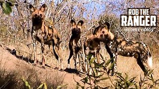Painted Wolves/African Wild Dogs After Feeding | Archive Footage