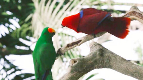 Parrots live in the trees.