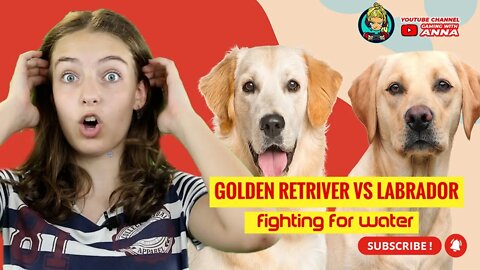 Golden Retriver vs Labrador retriever Fighting for Water
