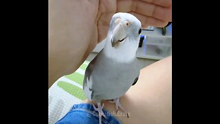 Cute Cockatiel Cookie 🍪 Song 🎵 😍 ♥️ #featheredfriends