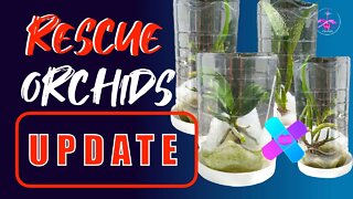 Orchids In Trouble | ICU | The GREAT 🙌🏼🤸🏼‍♀️ | The MEH 🤨😒 | The BAD 😩👎🏼 #RescueModeOrchids