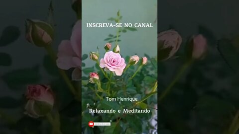 ALIVIE A INSÔNIA COM ESSA MÚSICA RELAXANTE MARAVILHOSA E ESSA BELÍSSIMA ROSA MENINA. #relax #shorts