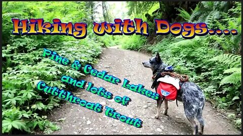 Pine & Cedar Lake Hike & Cutthroat Trout Hiking with Dogs