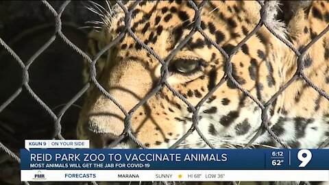 Reid Park Zoo to vaccinate animals