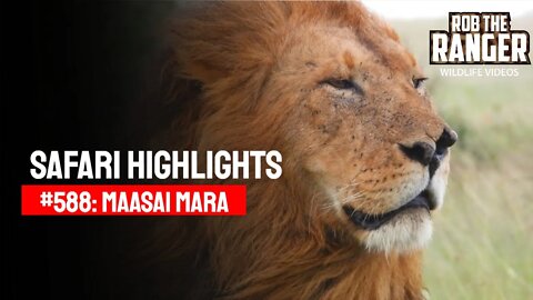 Safari Highlights #588: 23 February 2021 | Maasai Mara/Zebra Plains | Latest Wildlife Sightings