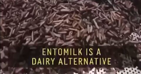 Dairy 'Alternative' - Entomilk is made from the maggot larvae of black soldier flies