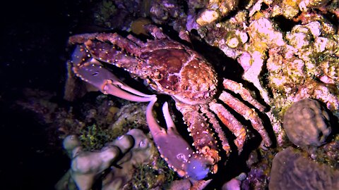 Gigantic channel-clinging crabs explore reef under cover of darkness