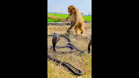 monkey and snake friendship animal love