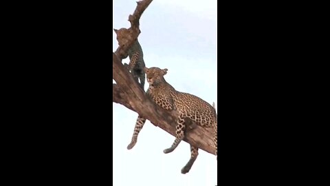 Leopard Cub Climbing Up A Tree