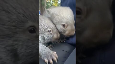 Just happy wombats