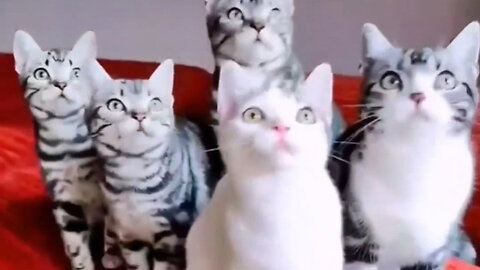 Purr-ty Moves: When Cats Break Out the Dance Floor Drama!"