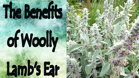 Benefits of Woolly Lamb's Ear (Stachys Byzantina)