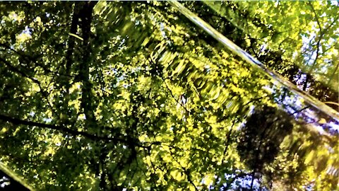 Leaf Canopy Kaleidoscope