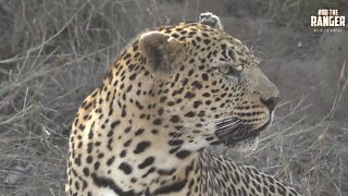 Male Leopard Follows Female And Gets A Slap!