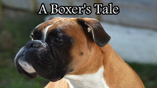 A Boxer Dog's Tale