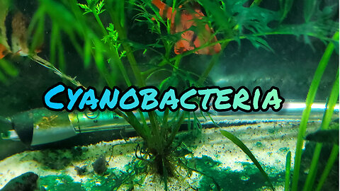 Cyanobacteria: Easy fix!