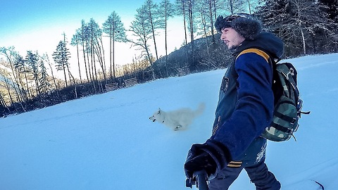 Snowboarding with a samoyed dog