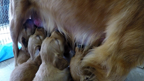 Golden Retriever puppies scramble to mom for feeding time