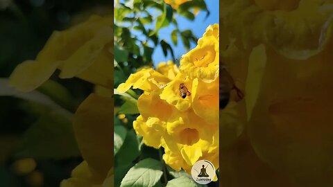 🐝 Calming Honey Bee Pollinating Flowers | Relaxing Piano Music