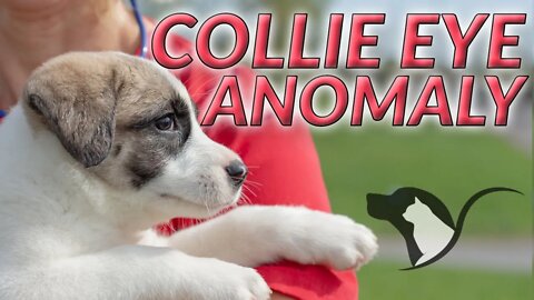 Collie Eye Anomaly | "SILKA" - blind collie shelter puppy