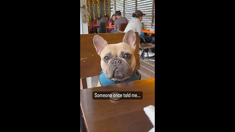 My Favorite Quote | Mochi The Frenchie Bulldog