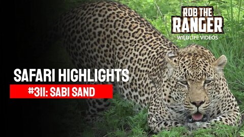 Safari Highlights #311: 19 - 22 December 2014 | Sabi Sand Nature Reserve | Latest Wildlife Sightings