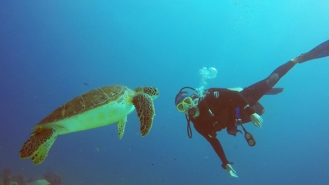 Diver Shares Magical Moment With Curious Sea Turtle