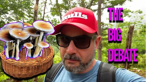 THE BIG MAGIC MUSHROOM DEBATE (Outdoor cubensis vlog)